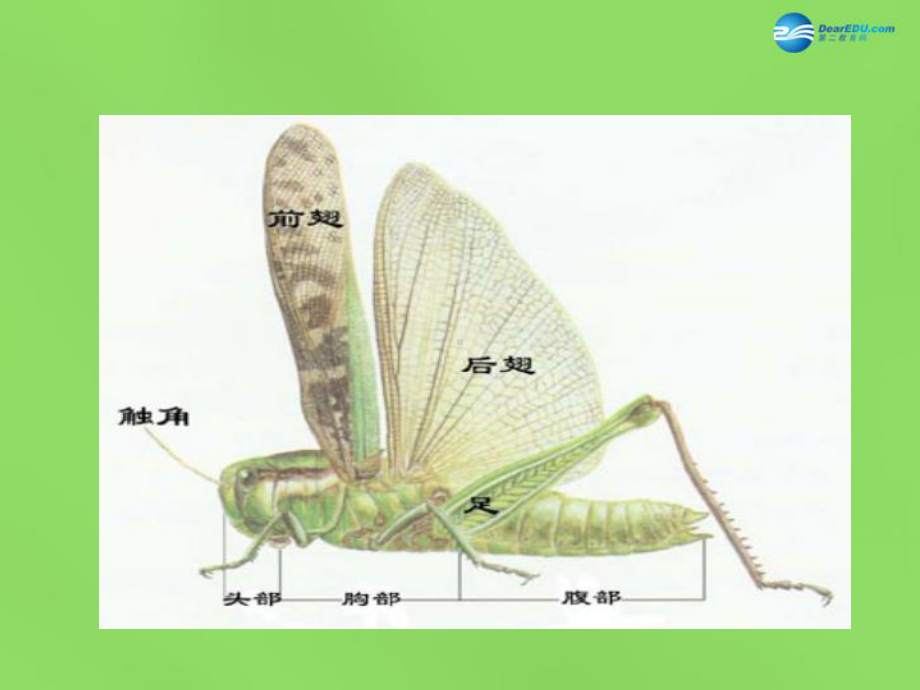 重庆市梁平实验中学八年级生物下册 7.1.2 昆虫的生殖和发育课件 新人教版.ppt_第1页