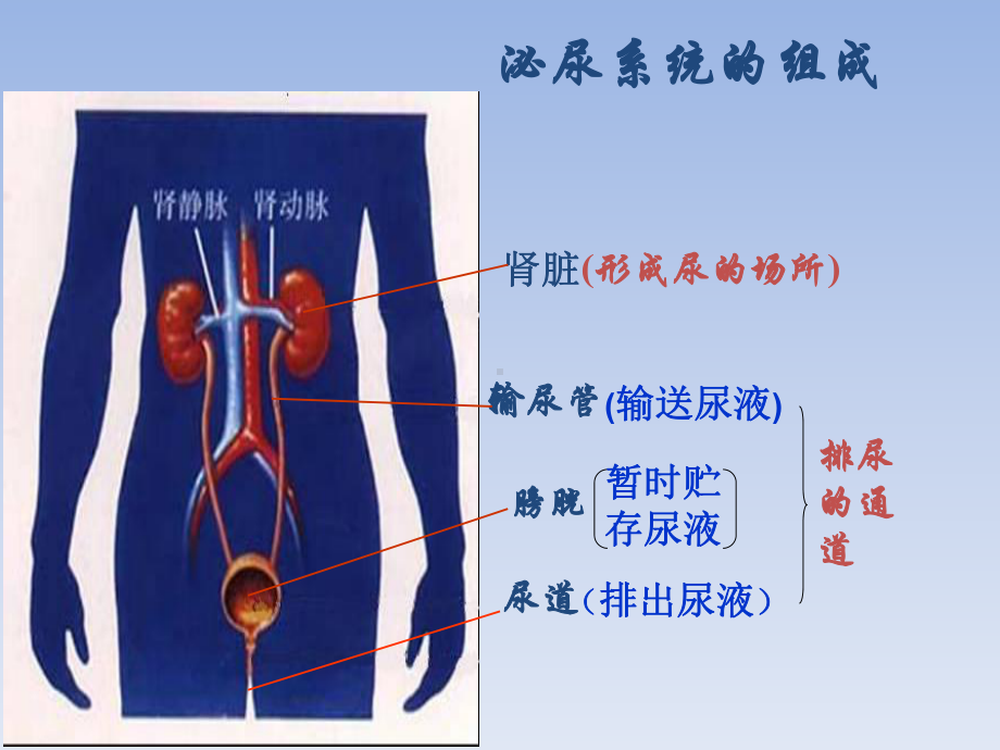 第11章《人体泌尿系统的组成》课件4.ppt_第2页