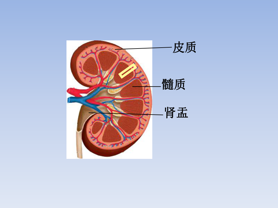 第11章《人体泌尿系统的组成》课件4.ppt_第3页