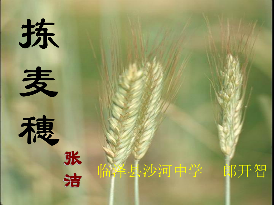 拣麦穗PPT课件67-北师大版-(共22张PPT).ppt_第1页