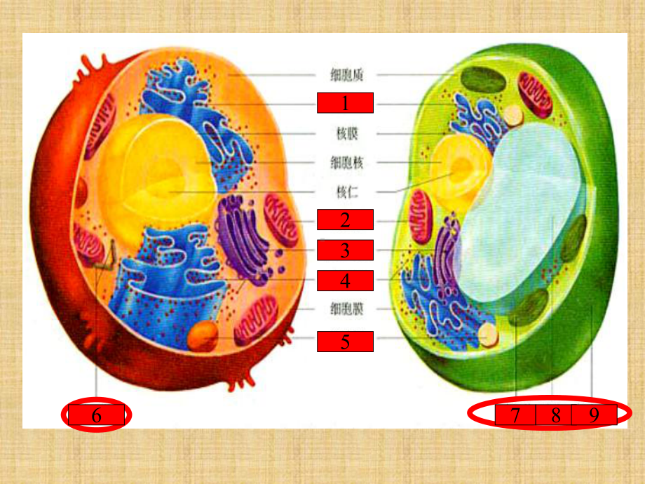 浙科版高中生物必修1第二章-第四节-细胞核-名师公开课优质课件(22张).ppt_第1页