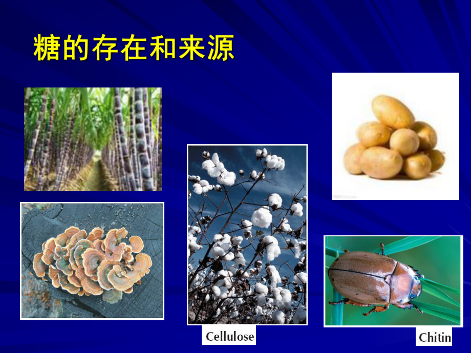 生物化学课件-第四章-糖代谢.ppt_第3页