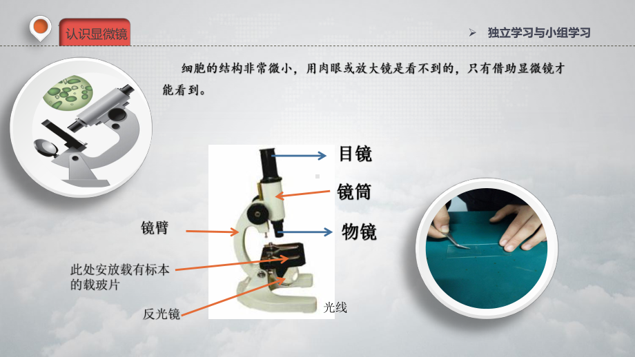 2022冀人版五年级下册科学4.12观察细胞 ppt课件.pptx_第3页