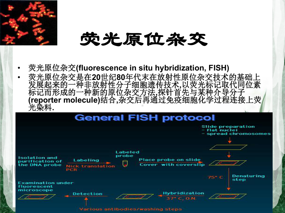 荧光原位杂交课件.ppt_第1页