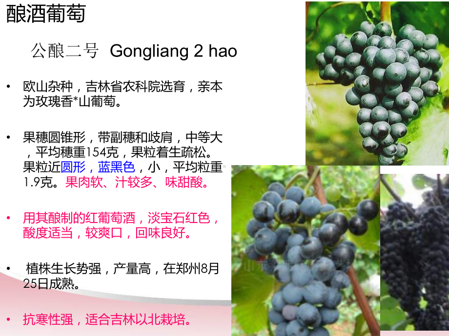 葡萄酒产区在世界的分布资料课件.ppt_第3页