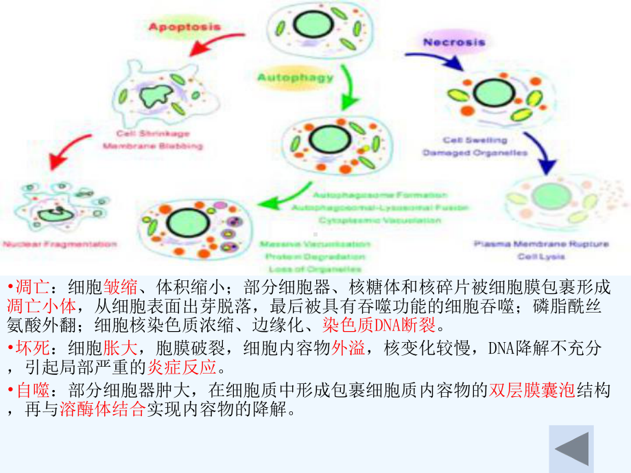 细胞自噬介绍与相关研究课件.ppt_第3页