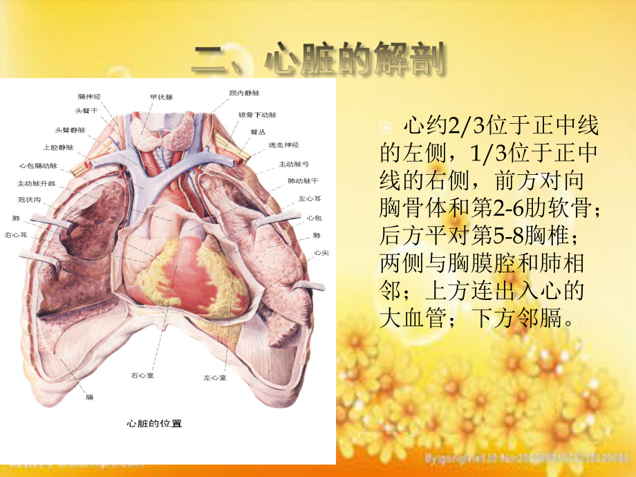 心脏的解剖及循环途径-PPT课件.ppt_第3页