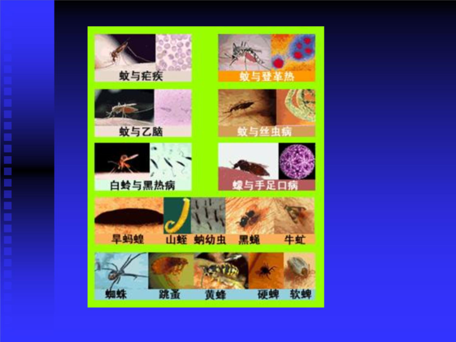 第十四章卫生害虫课件.ppt_第2页