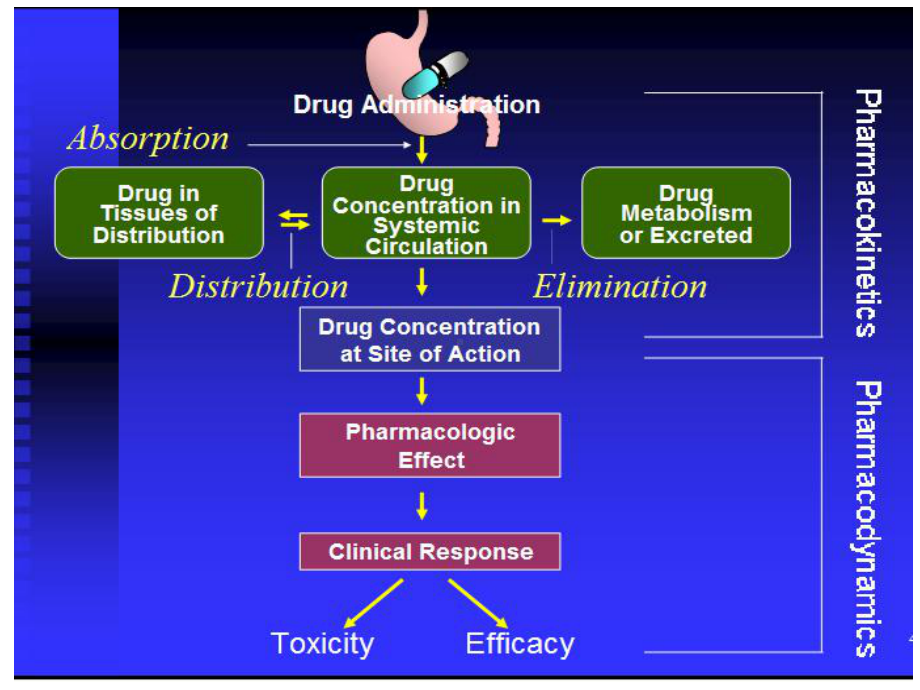 药理学药物代谢动力学课件.ppt_第3页