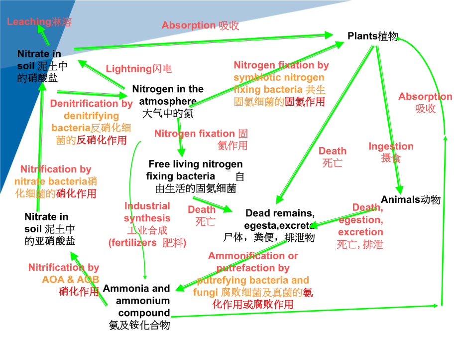 Ncycle氮循环课件.pptx_第3页