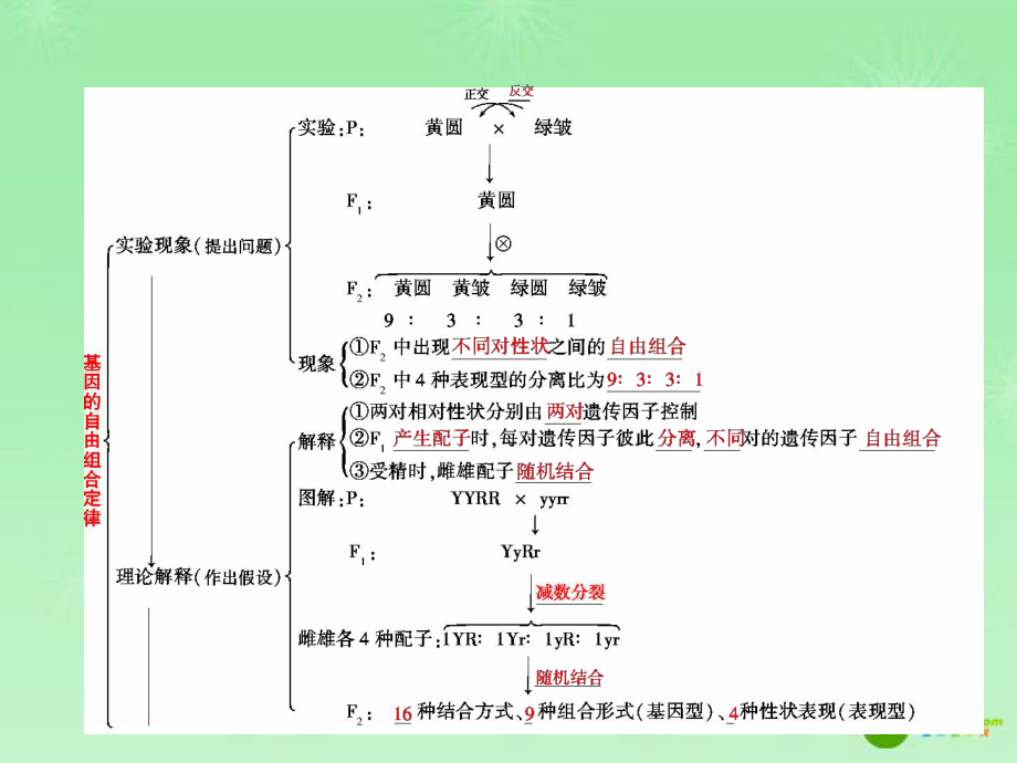 1基因自由组合定律的适用条件课件.ppt_第3页