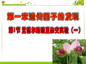 孟德尔遗传定律一公开课课件.ppt