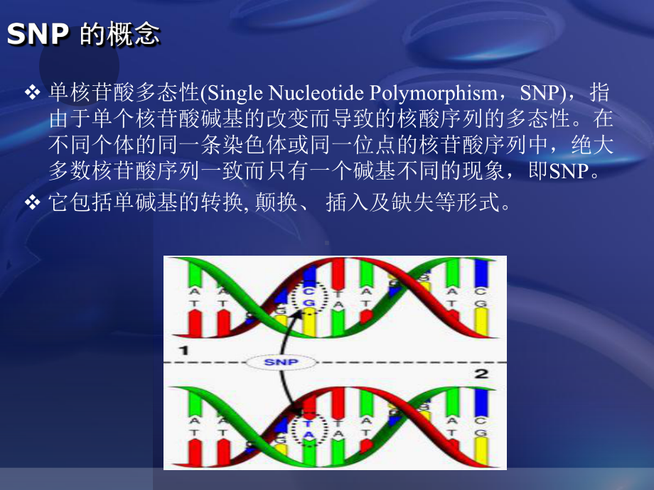 SNP分子标记的原理及应用解读课件.ppt_第2页