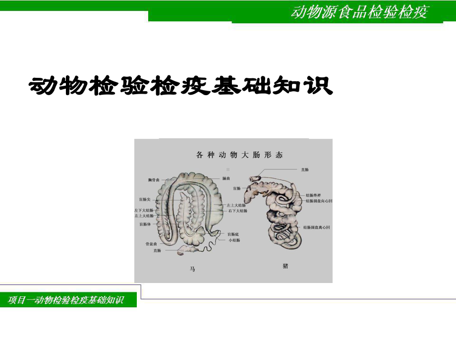 动物检验检疫基础知识课件.ppt_第1页