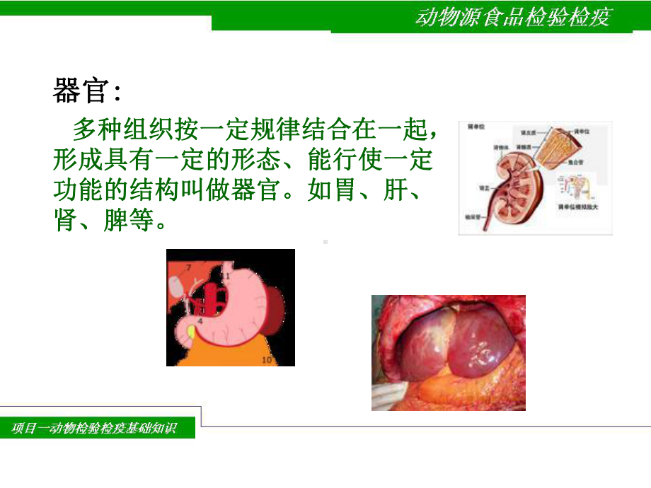 动物检验检疫基础知识课件.ppt_第3页