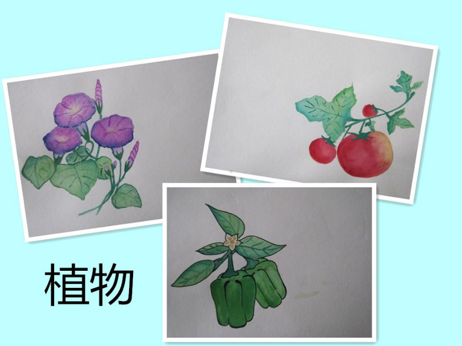 幼儿园宝宝植物动物认知启蒙（水彩手绘）.pptx_第3页