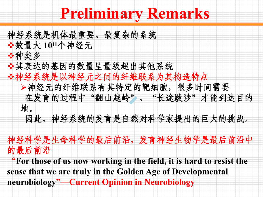 5神经元发生及突触形成课件.ppt_第2页