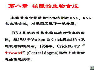 大学教程DNA生物合成课件.ppt