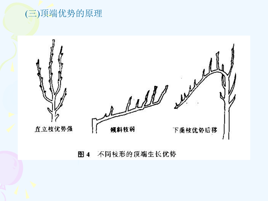 观赏植物整形修剪技术课件.pptx_第3页