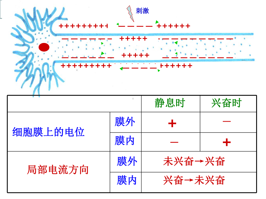 兴奋在神经元之间的传递课件.ppt_第2页