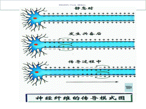 兴奋在神经元之间的传递课件.ppt