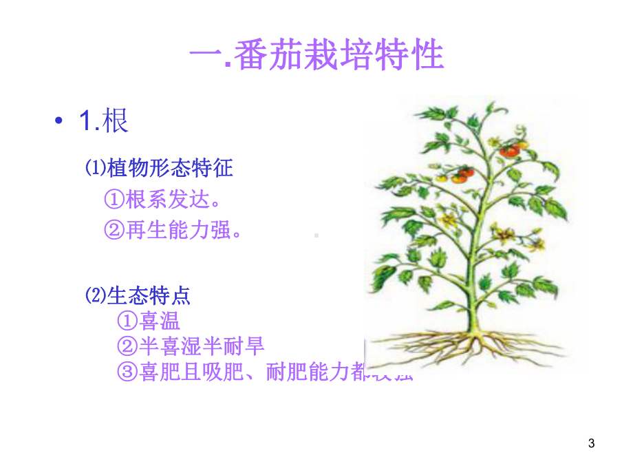 大棚番茄栽培技术课件.ppt_第3页