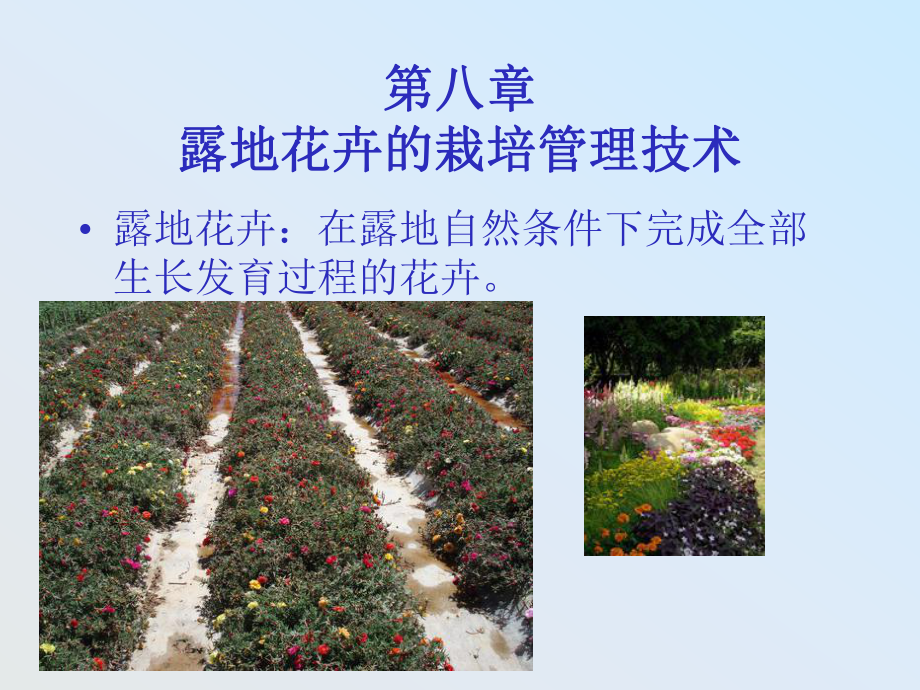 露地花卉栽培管理措施课件.ppt_第1页