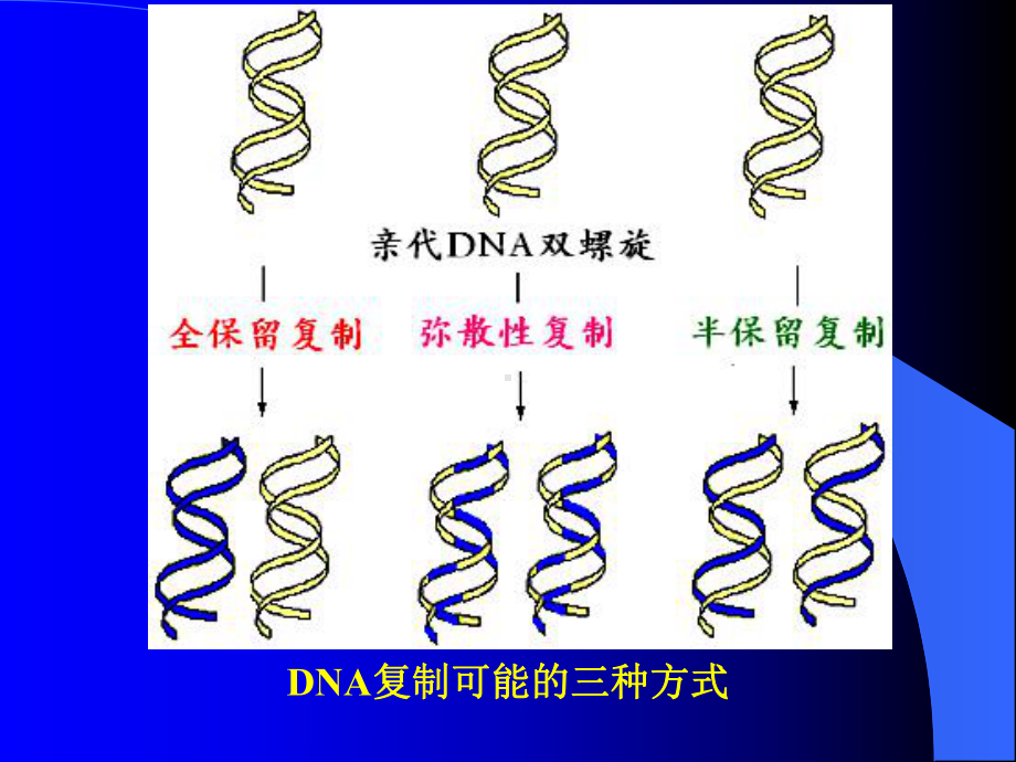 生物化学DNA生物合成课件.ppt_第3页