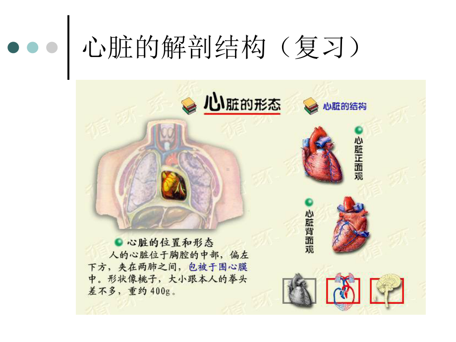 人体生理学第四章血液循环(上)心脏生理课件.ppt_第3页