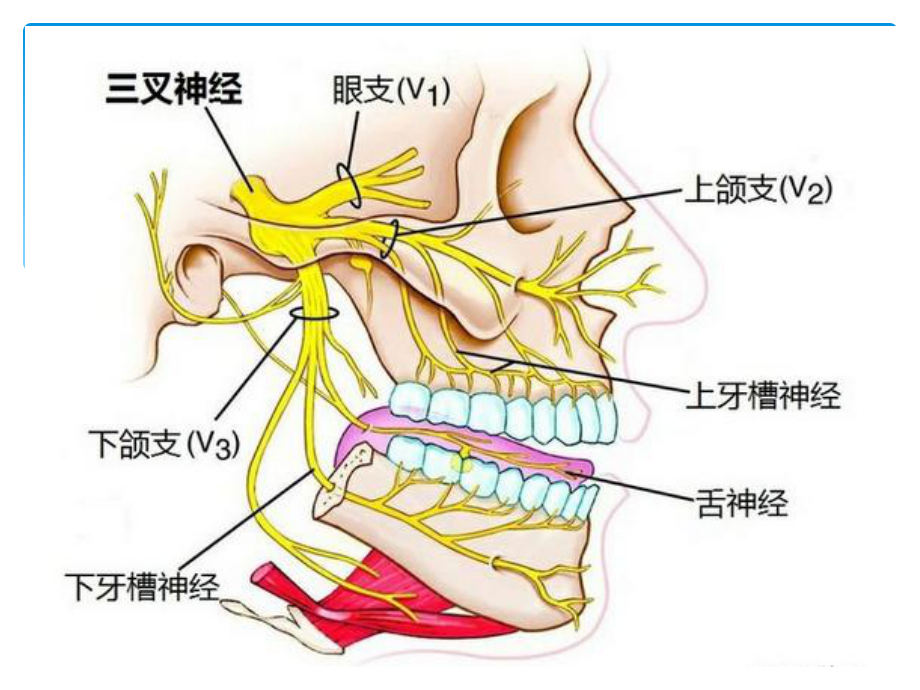 口腔实用解剖图解课件.ppt_第3页