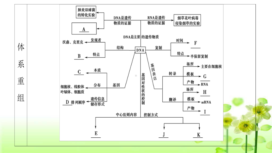 遗传的分子基础(二轮)课件.ppt_第3页