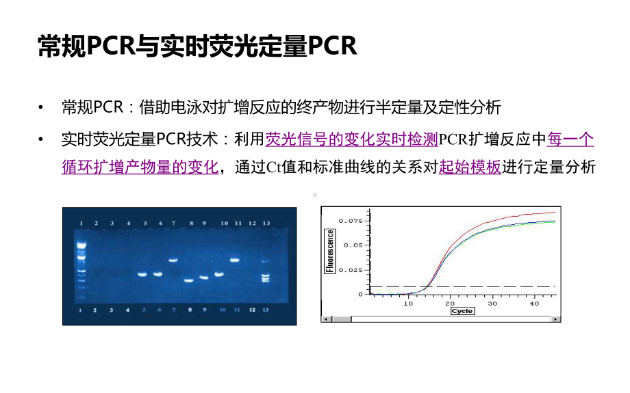 实时荧光定量PCR技术(1)课件.ppt_第3页