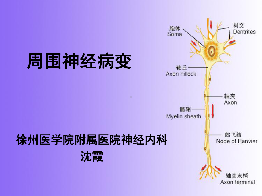 周围神经病变-课件.ppt_第2页