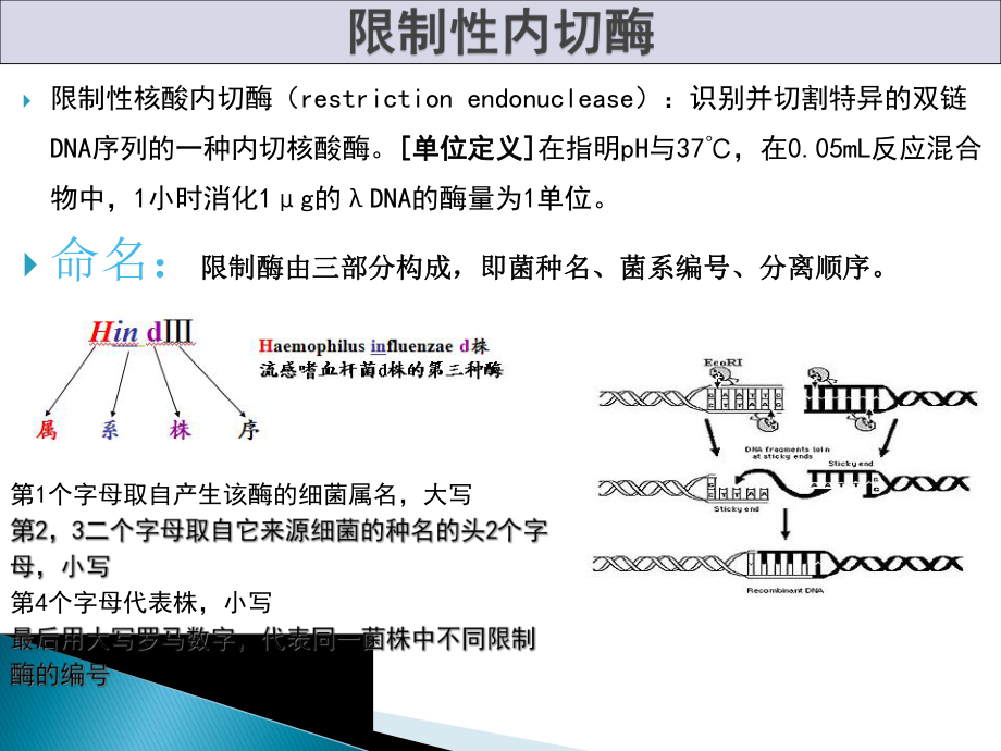 2基因工程-工具酶汇总课件.ppt_第2页