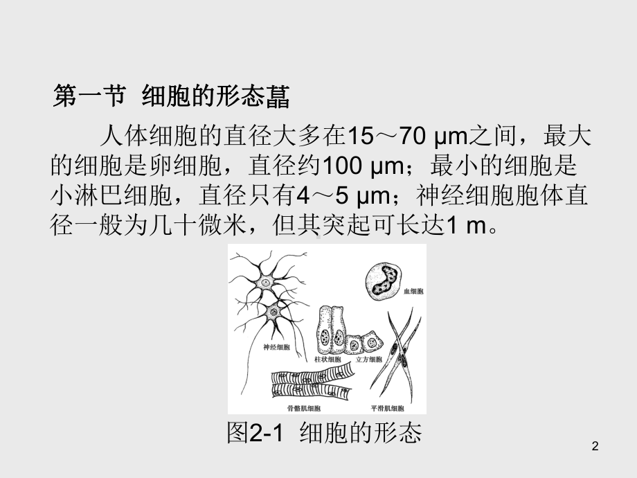 解剖学基础第2章-细胞课件.ppt_第2页