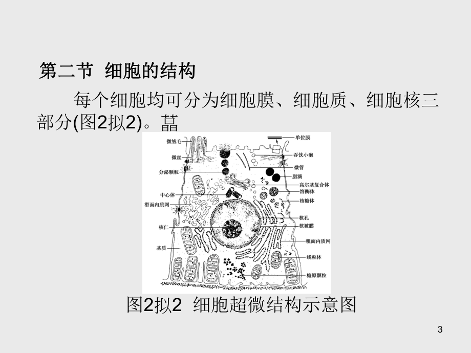 解剖学基础第2章-细胞课件.ppt_第3页