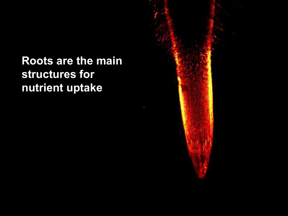 植物对营养物质的吸收课件.ppt_第3页