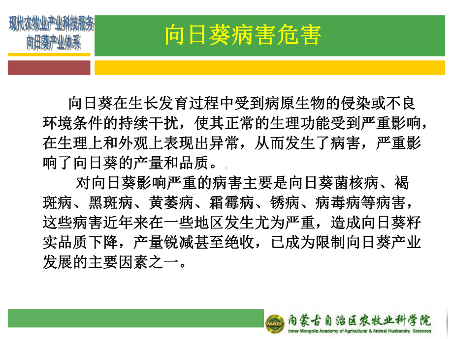 向日葵主要病害识别及防控技术课件.ppt_第2页