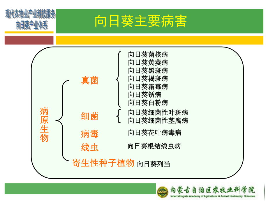 向日葵主要病害识别及防控技术课件.ppt_第3页