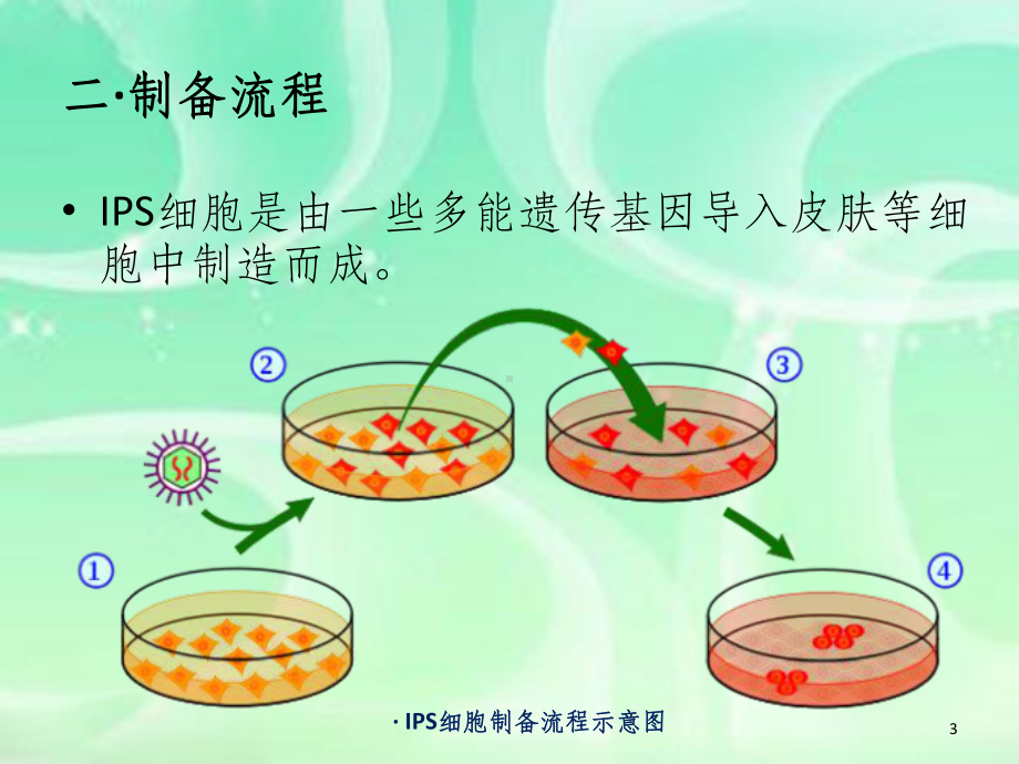 IPS细胞研究进展07版课件.ppt_第3页