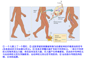 平衡觉传导通路课件.ppt