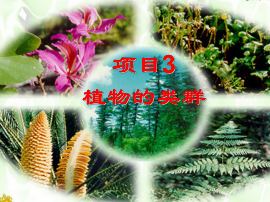 植物分类基础知识课件.ppt_第2页