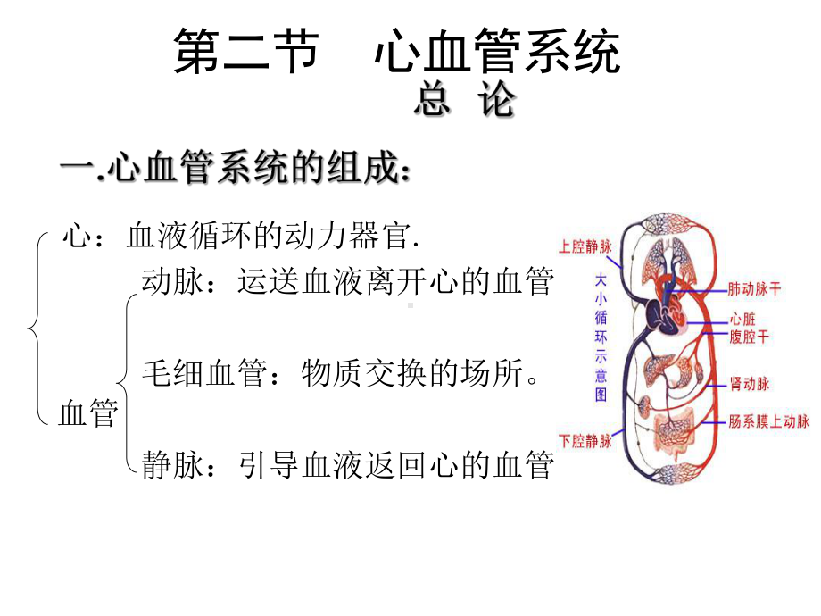 循环系统的组成课件.ppt_第2页