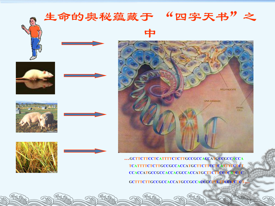 基因组测序的原理与方法课件.ppt_第3页