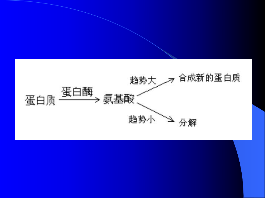 蛋白质降解与氨基酸代谢课件.ppt_第2页