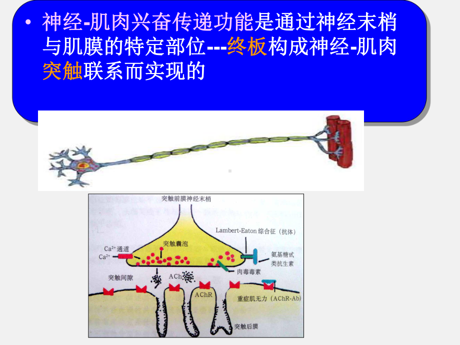 神经肌接头疾病课件.ppt_第3页