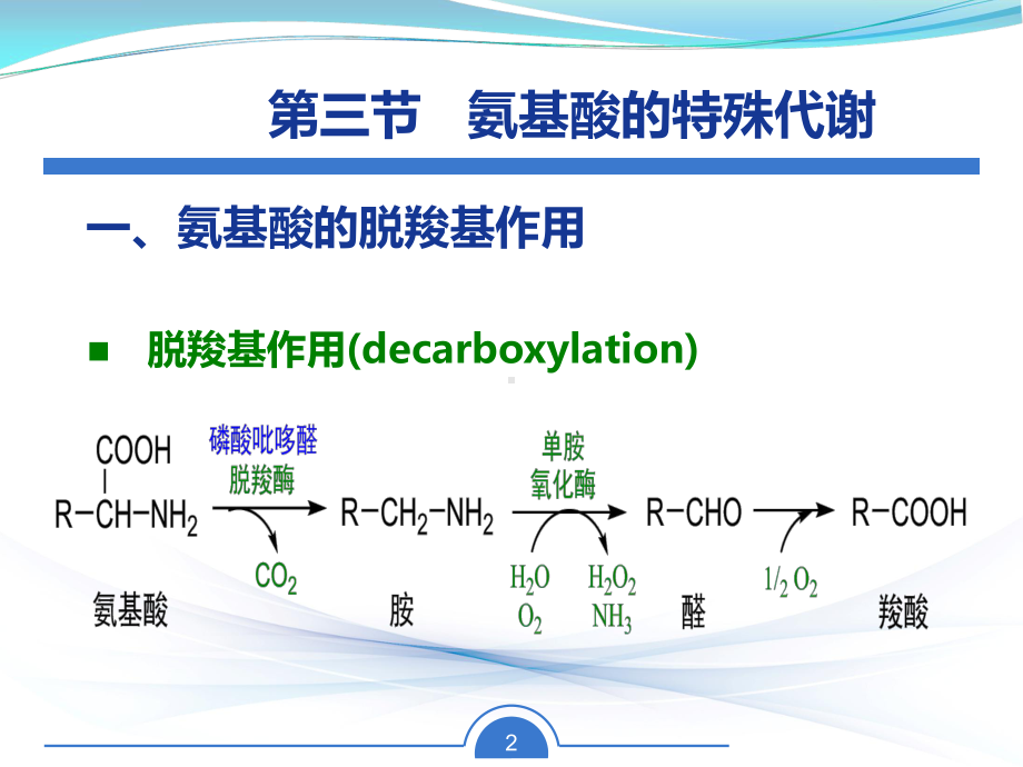 苯丙氨酸和酪氨酸代谢课件.ppt_第2页