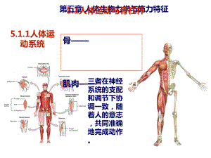 第五章人体生物力学及施力特征课件.ppt