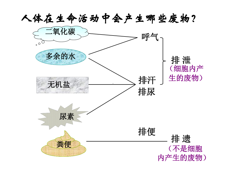 第一节尿的形成和排出课件.pptx_第2页