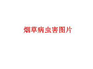 烟草病虫害图片(修改)课件.ppt